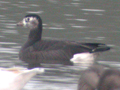 Barnacle Goose x Lesser White-fronted Goose hybrid